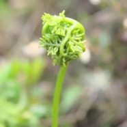 Gaga in Green: Scientists name fern genus after the singer