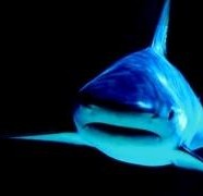 Shark Attacks : Florida Leads