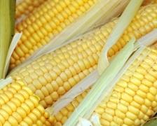 corn224