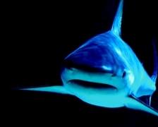 shark224 Shark