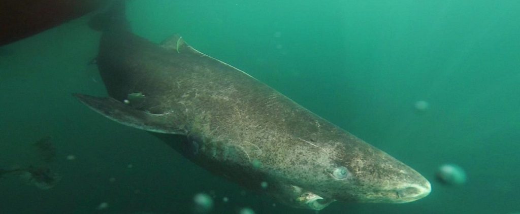 Greenland sharks by Julius Nielsen 1024