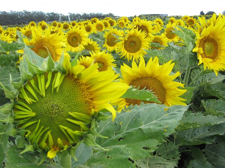 the key to circadian sunflower salutations trebuchet magazine