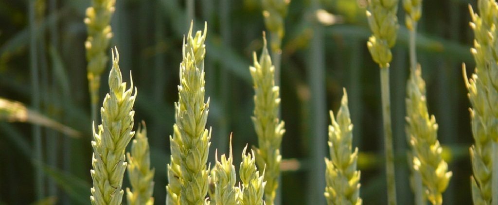 john lennon yoko ono rencontre