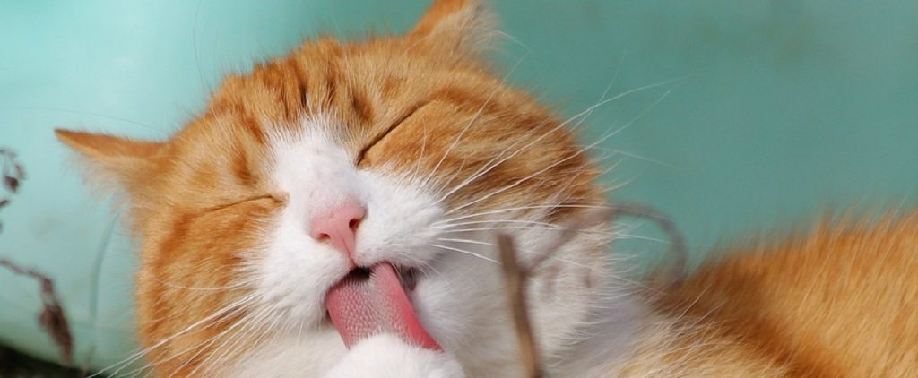 cat-by Pixabay and TeamK 1024 cat, faster video
