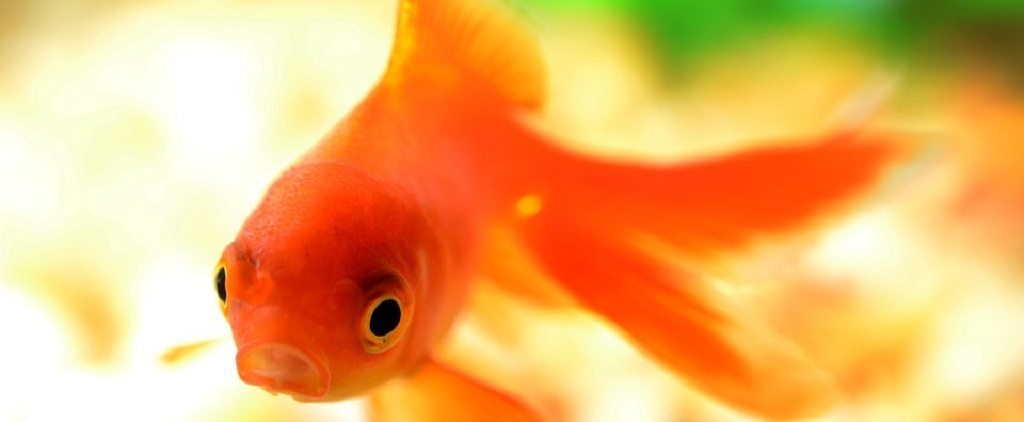 goldfish by pixabay and endlesswatts 1024 how goldfish make alcohol