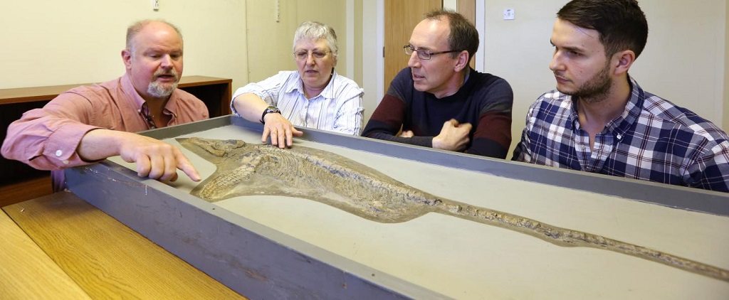 new ichthyosaur species by University of Nottingham 1024 new ichthyosaur species