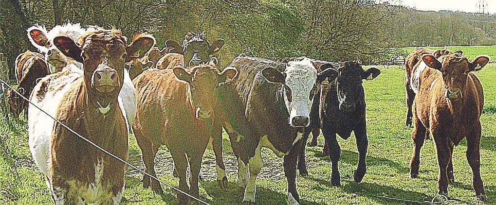 cowdung Political bullshit just makes you part of the herd.