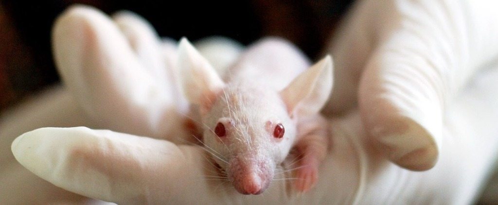 lab mouse