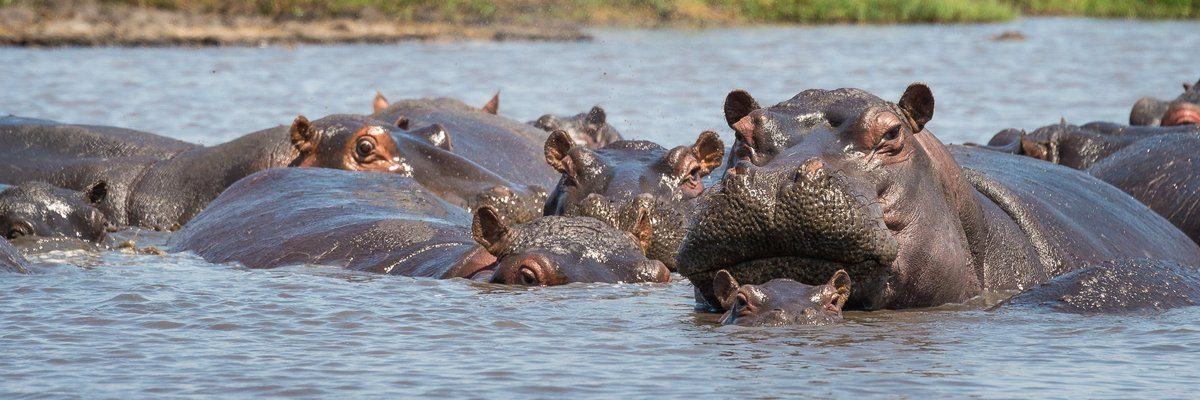 Hippopotami