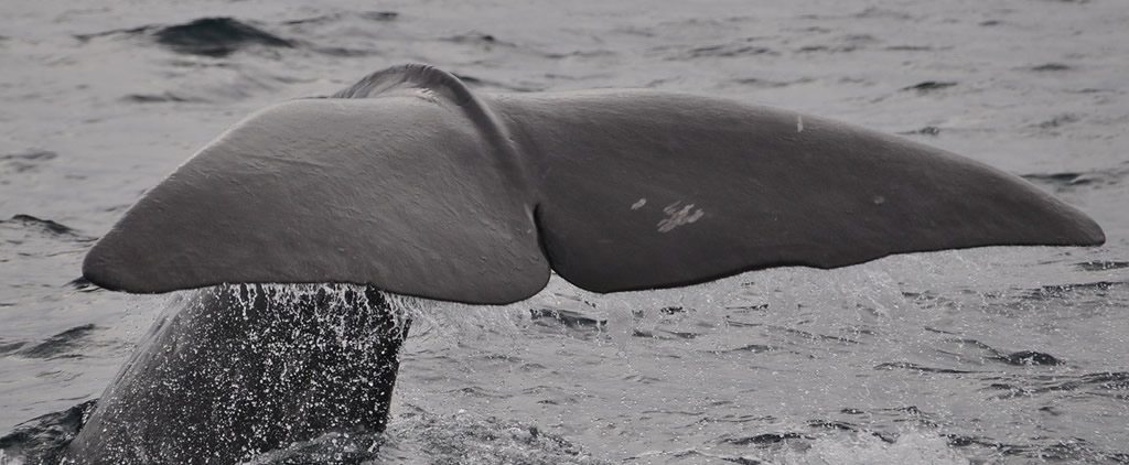 Whale