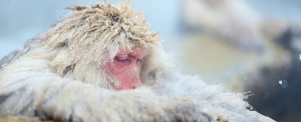 cold monkey
