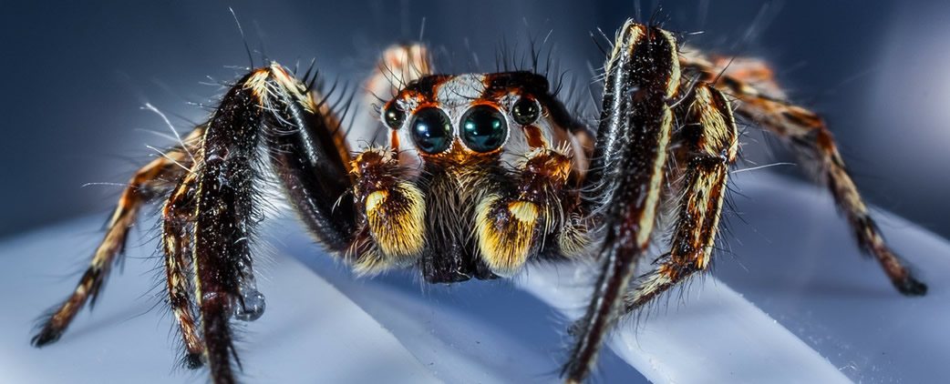 spider