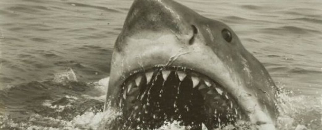 jaws