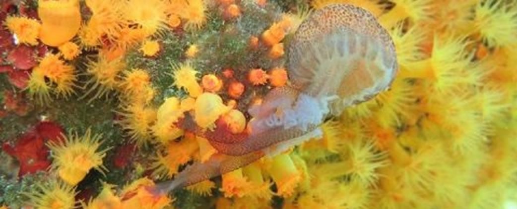 coral jellyfish