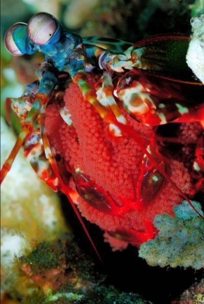 This is a picture of a peacock mantis shrimp in the ocean.  Credit: Jenny Huang