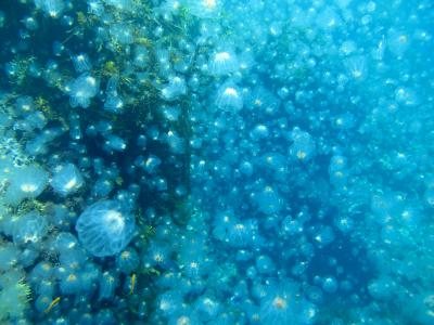 Jellyfish