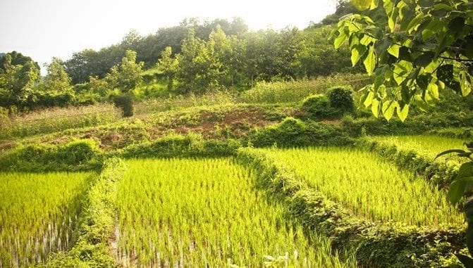 Bryce Eriksen, paddyfield Bryce Eriksen, paddyfield