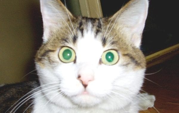 epilepsy cat