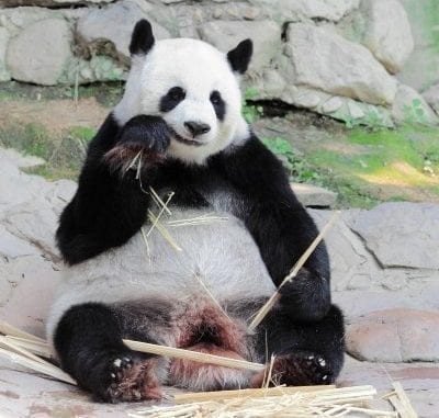Panda Panda