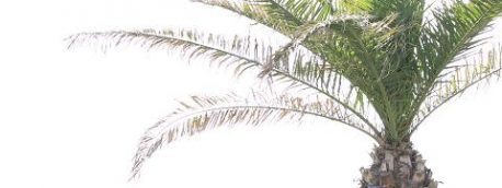 A picture of a palm tree