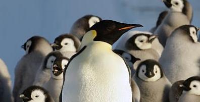 penguins by Robin Cristofari, CNRS IPEV 480 penguins by Robin Cristofari, CNRS IPEV