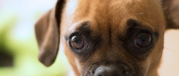 apologetic dog by LKP_LKD 620 apologetic dog