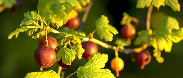 Gooseberry Eyes / This property protects retina from free radicals ...