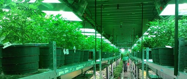 marijuana by noexcusesradio 620 cannabis farm