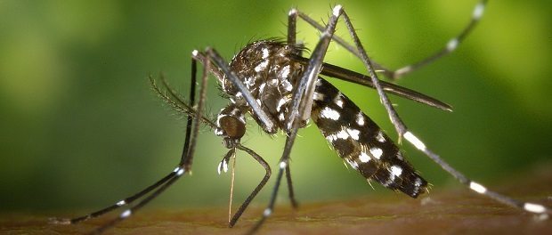 tiger-mosquito by wikiimages 620 tiger-mosquito by wikiimages 620