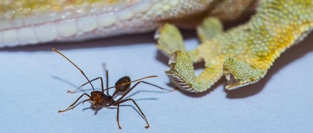 Gecko and Ant by A Hackmann and D Labonte 620 Gecko and An