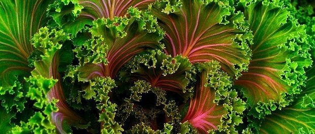 kale 620 kale