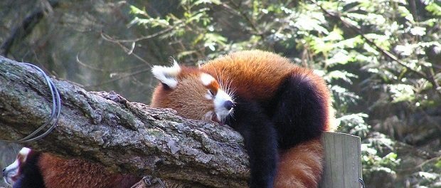 sleeping red panda by margozerbes 620