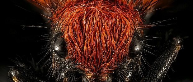 velvet-ant-by Skeeze 620 ant