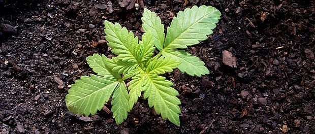 Cannabis seedling by Jarp620 Cannabis seedling