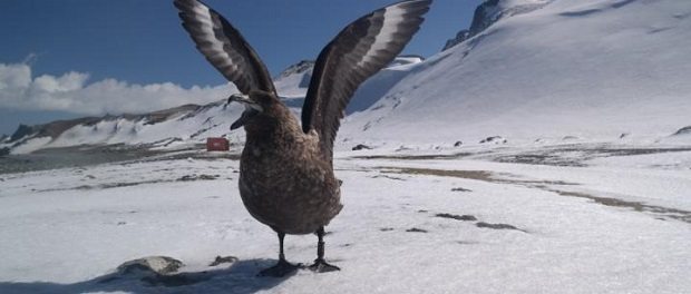 Skua by Yeong-Deok Han620 Skua by Yeong-Deok Han620