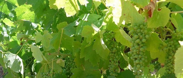 Wine grapes by Elizabeth Wolkovich620 Wine grapes b