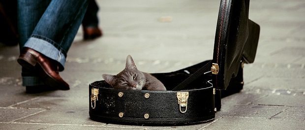 busking cat, precariat busking cat