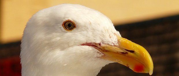 seagull 620 seagull
