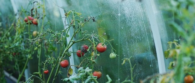 tomatoes by nonstopsmile620 tomatoes