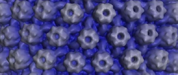 herpes simplex620