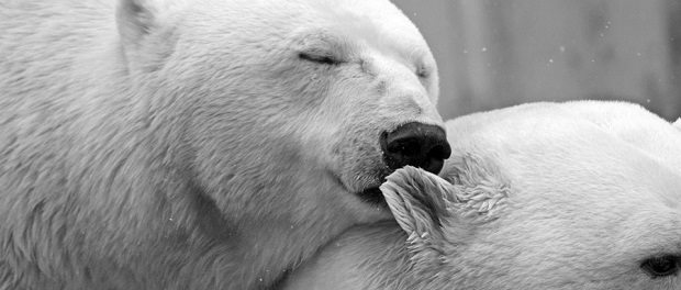 polar-bears620 polar bears