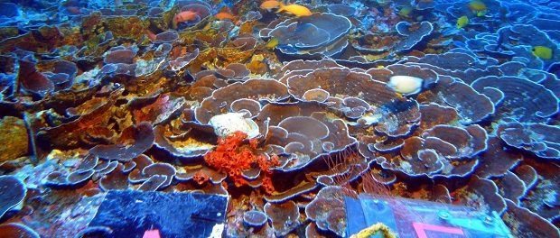 Mesophotic Coral Ecosystem by NOAA's Hawai'i Undersea Research Laboratory. 620