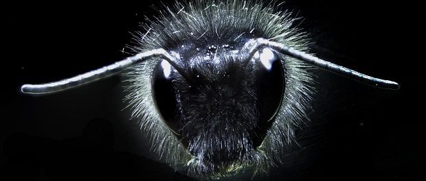 bumblebee 620 bumblebee