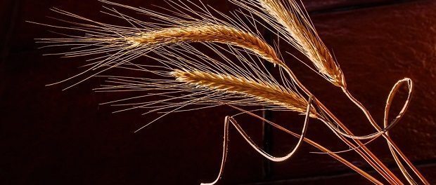 barley by stevepb 620