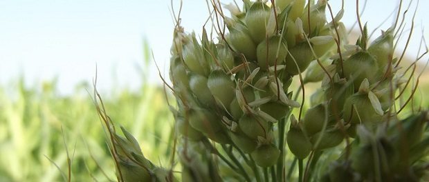 sorghum-620 sorghum