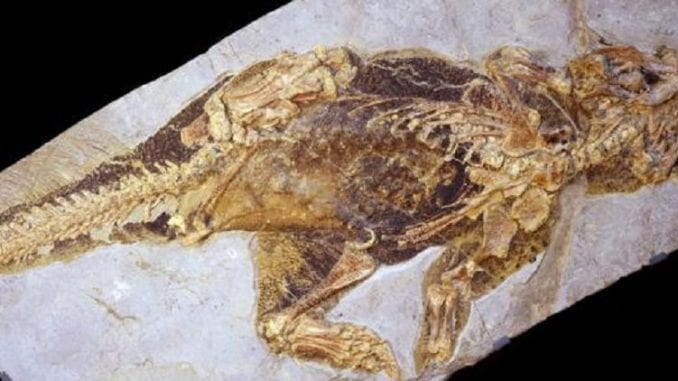 psittacosaurus-by-jakob-vinther-university-of-bristol-and-bob-nicholls-paleocreations-com-1024