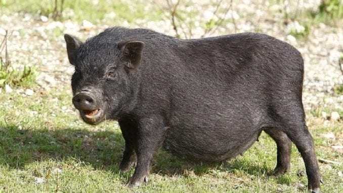 black-pigs-by-pixabay-and-mp1746-1024 Black pigs
