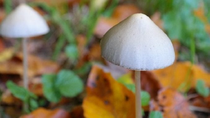mushroom-by-pixabay-and-hans-1024