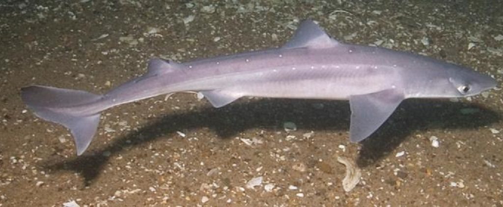 Born Slippy: The Freaky Chemistry of the Pacific Spiny Dogfish Shark