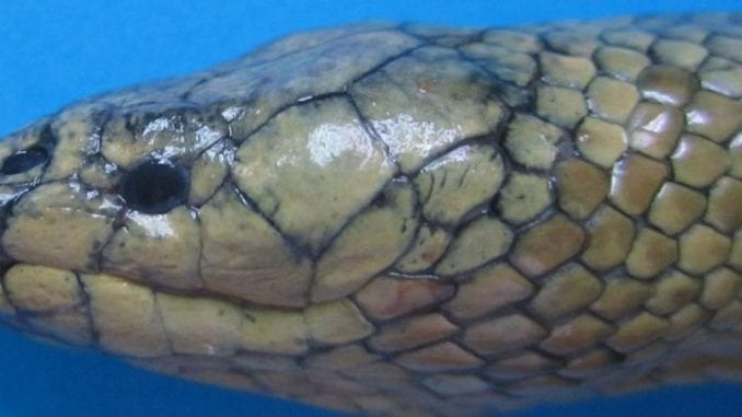 sea-snake-by-mohsen-rezaie-atagholipour-1024 sea snakes